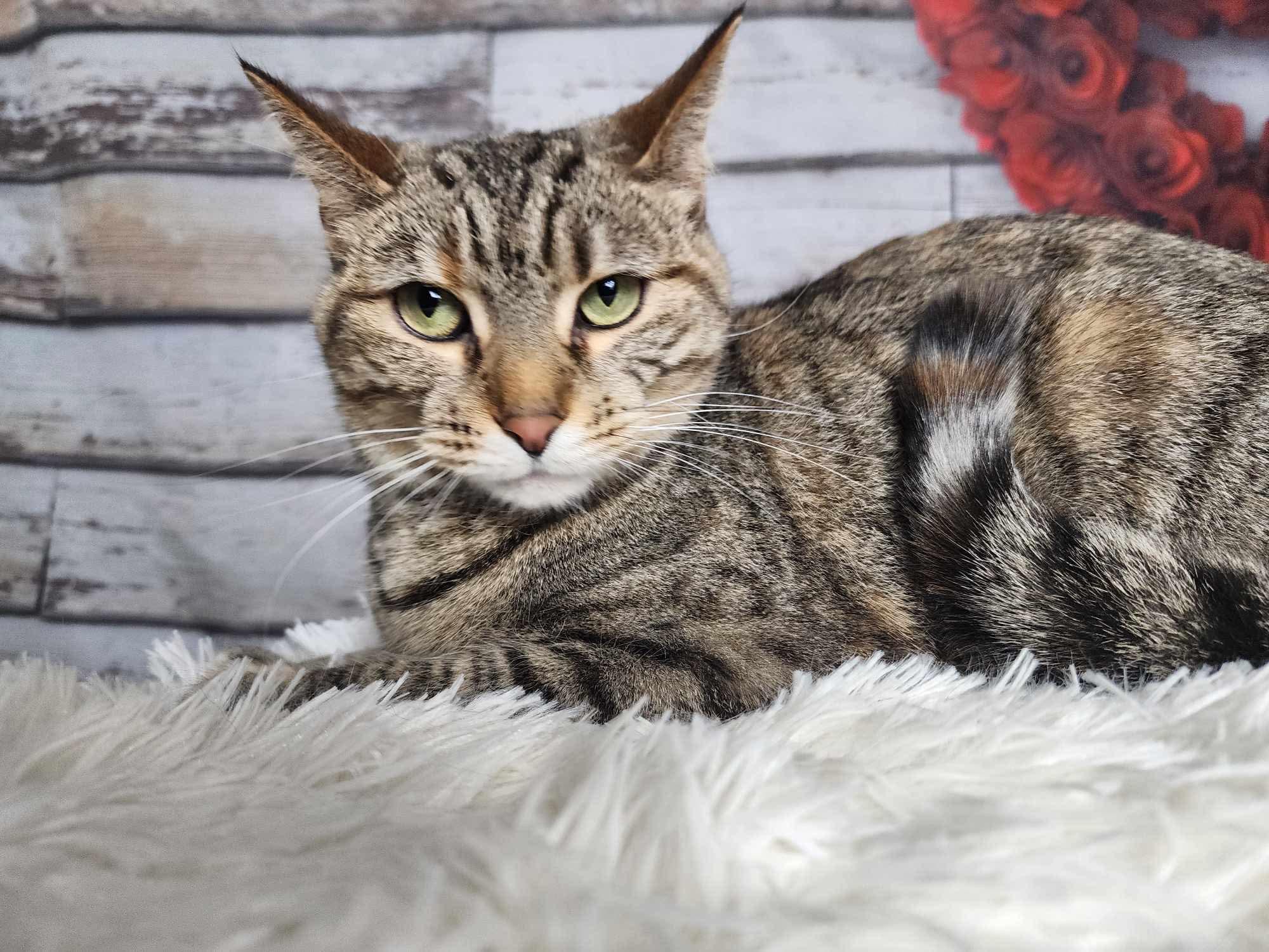 Enlarge Tina, a Adoptable mixed breed in Greensburg, PA image 4/6