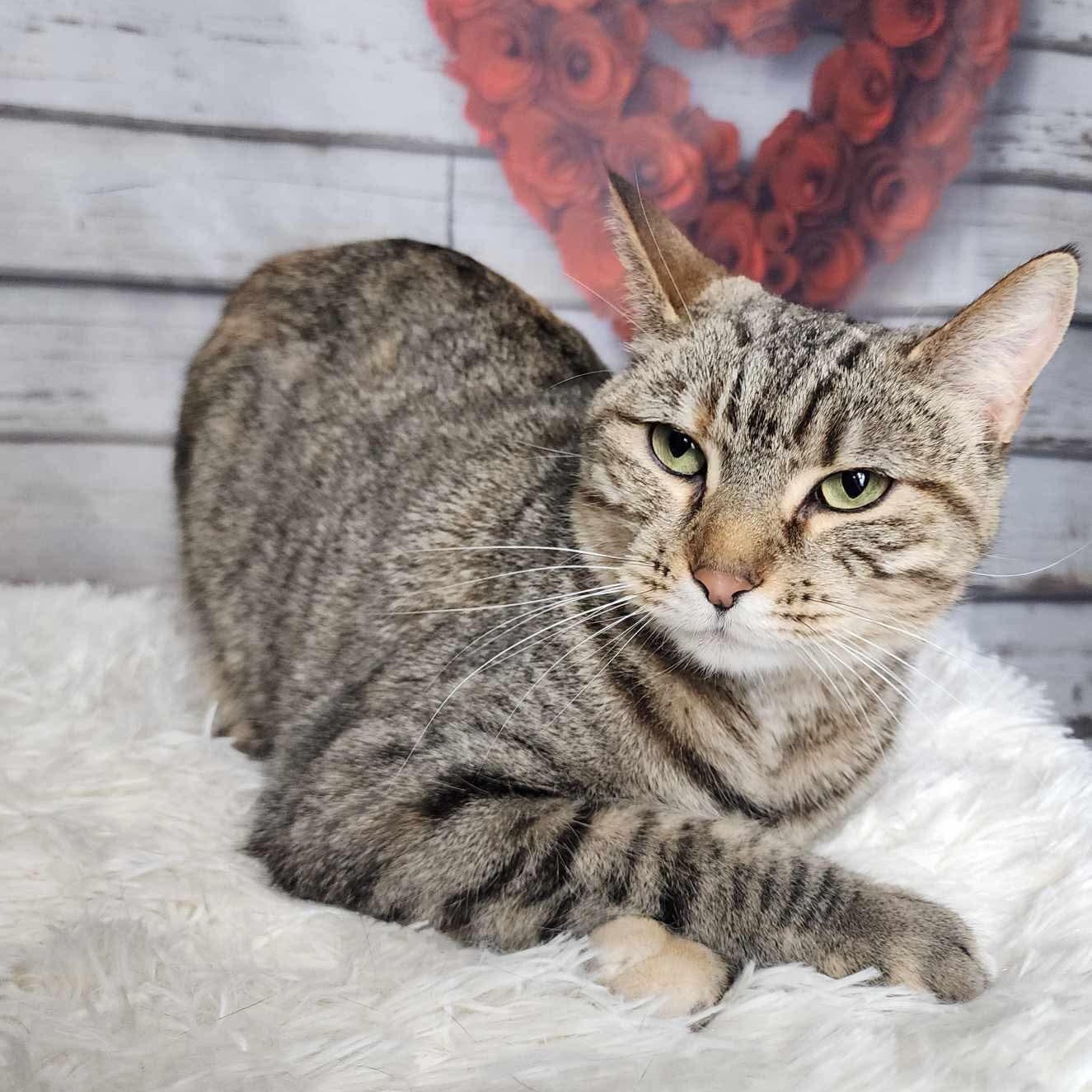 Enlarge Tina, a Adoptable mixed breed in Greensburg, PA image 3/6