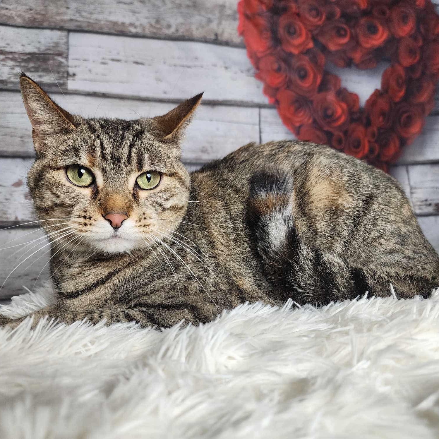 Enlarge Tina, a Adoptable mixed breed in Greensburg, PA image 1/6