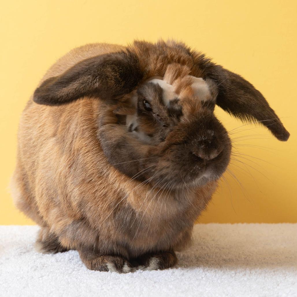Daniel Jr, Adoptable, Adult Male Bunny Rabbit.