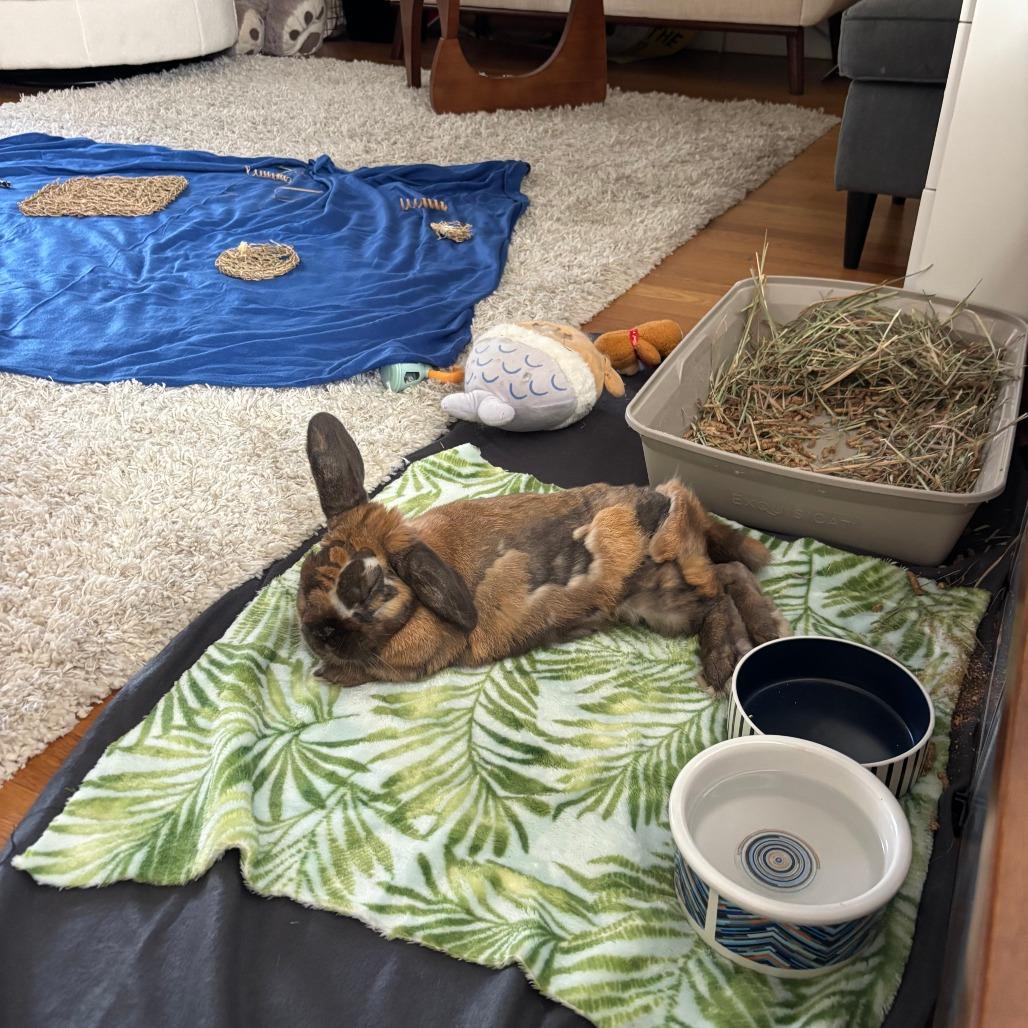 Enlarge Daniel Jr, a Adoptable Bunny Rabbit in Richmond, CA image 2/6