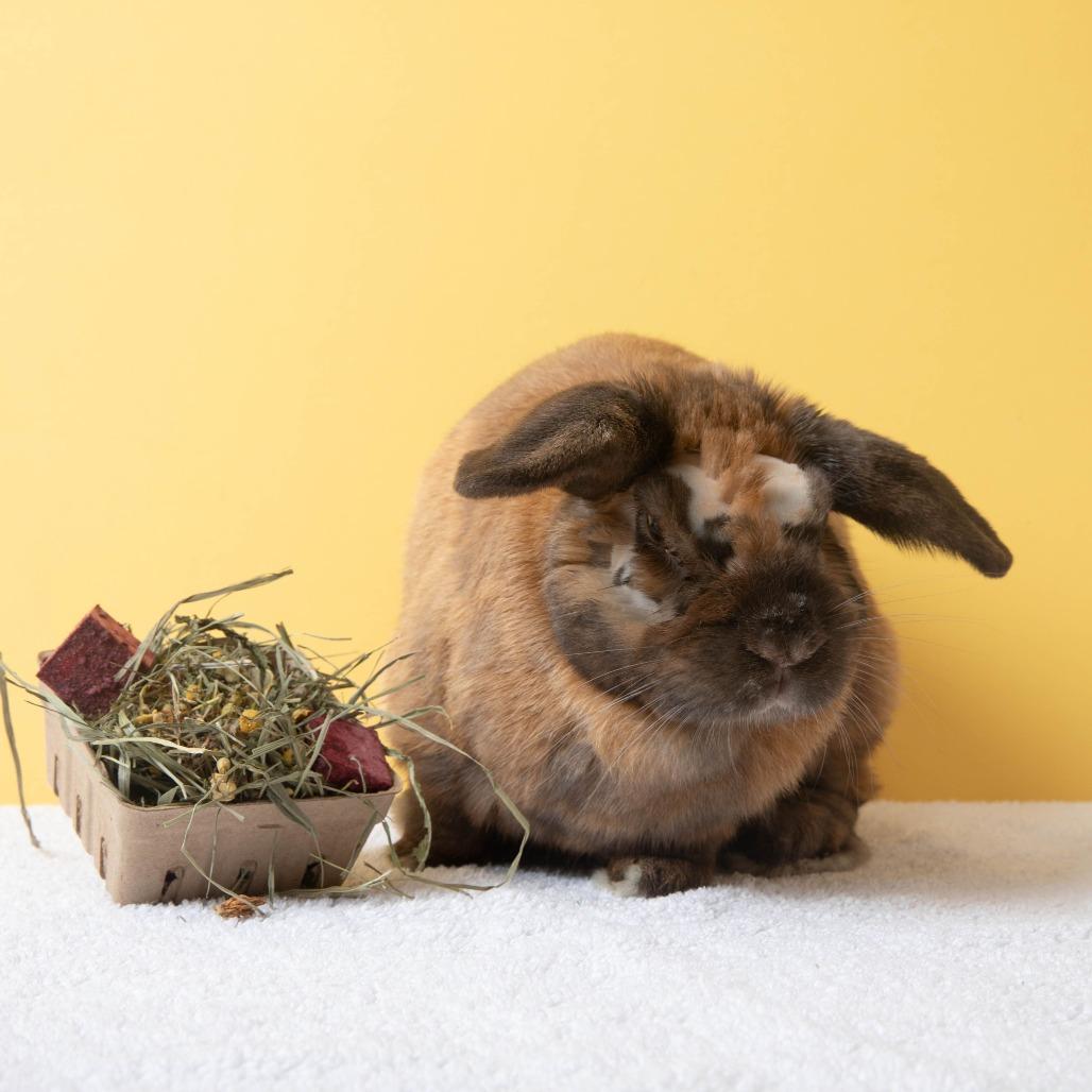 Enlarge Daniel Jr, a Adoptable Bunny Rabbit in Richmond, CA image 3/6