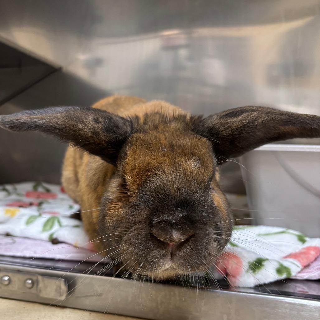 Enlarge Daniel Jr, a Adoptable Bunny Rabbit in Richmond, CA image 4/6