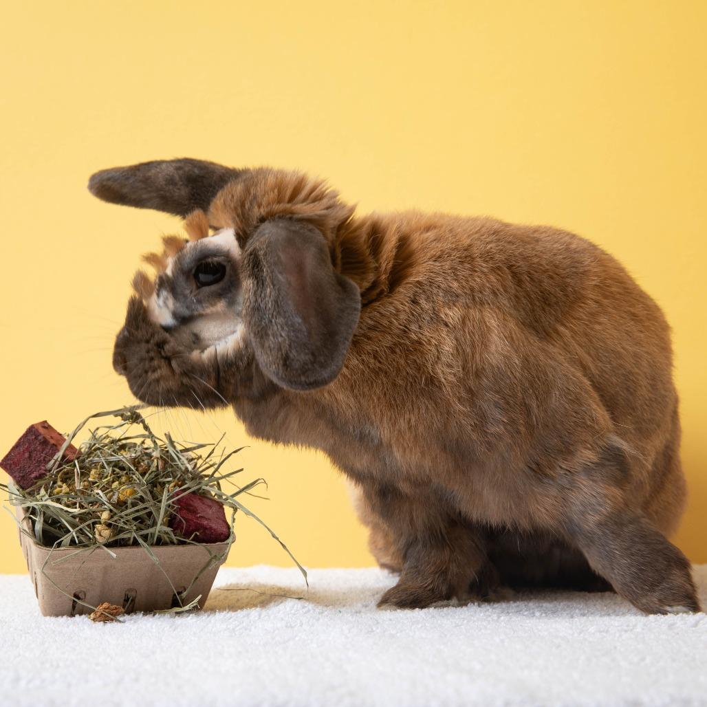 Enlarge Daniel Jr, a Adoptable Bunny Rabbit in Richmond, CA image 5/6