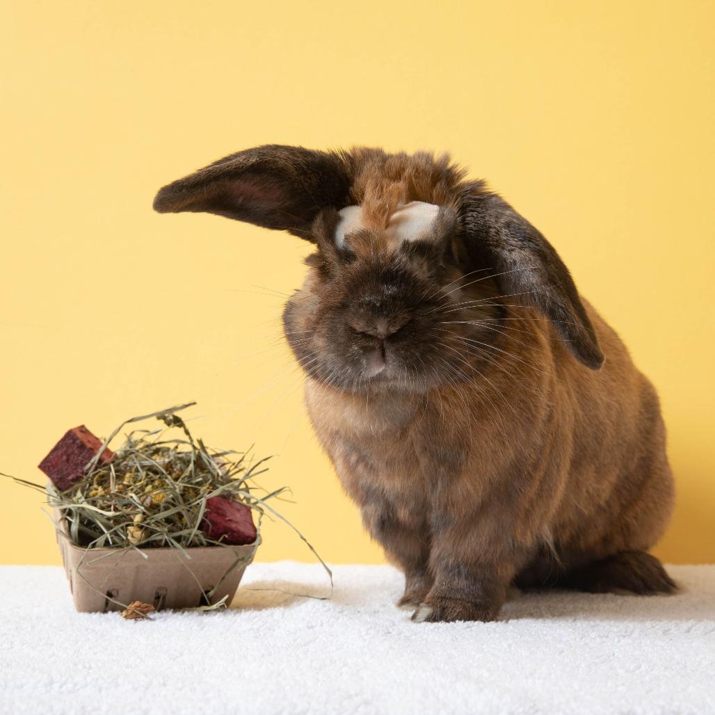 Enlarge Daniel Jr, a Adoptable Bunny Rabbit in Richmond, CA image 6/6