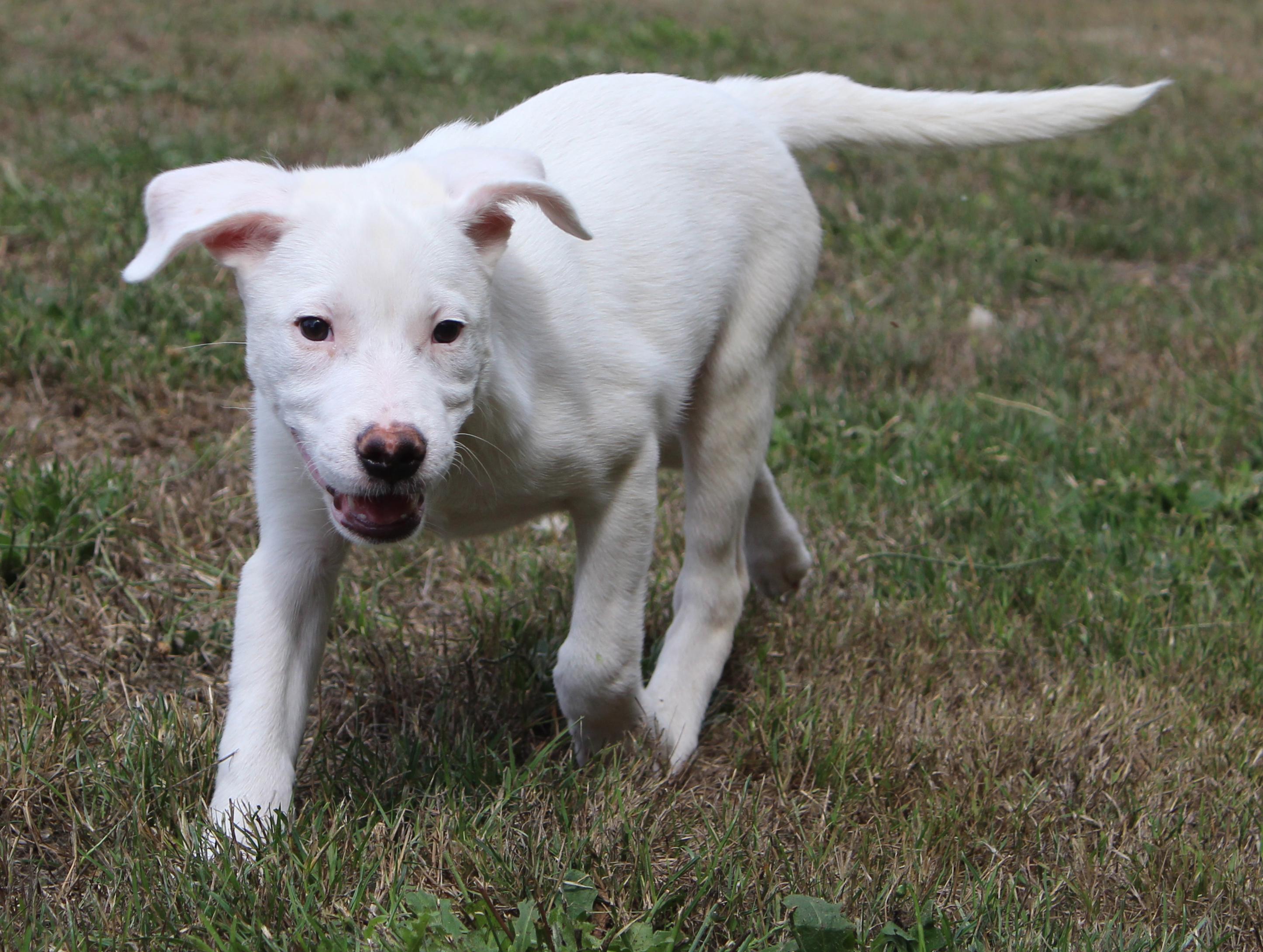 Teeter (Yellowstone litter)