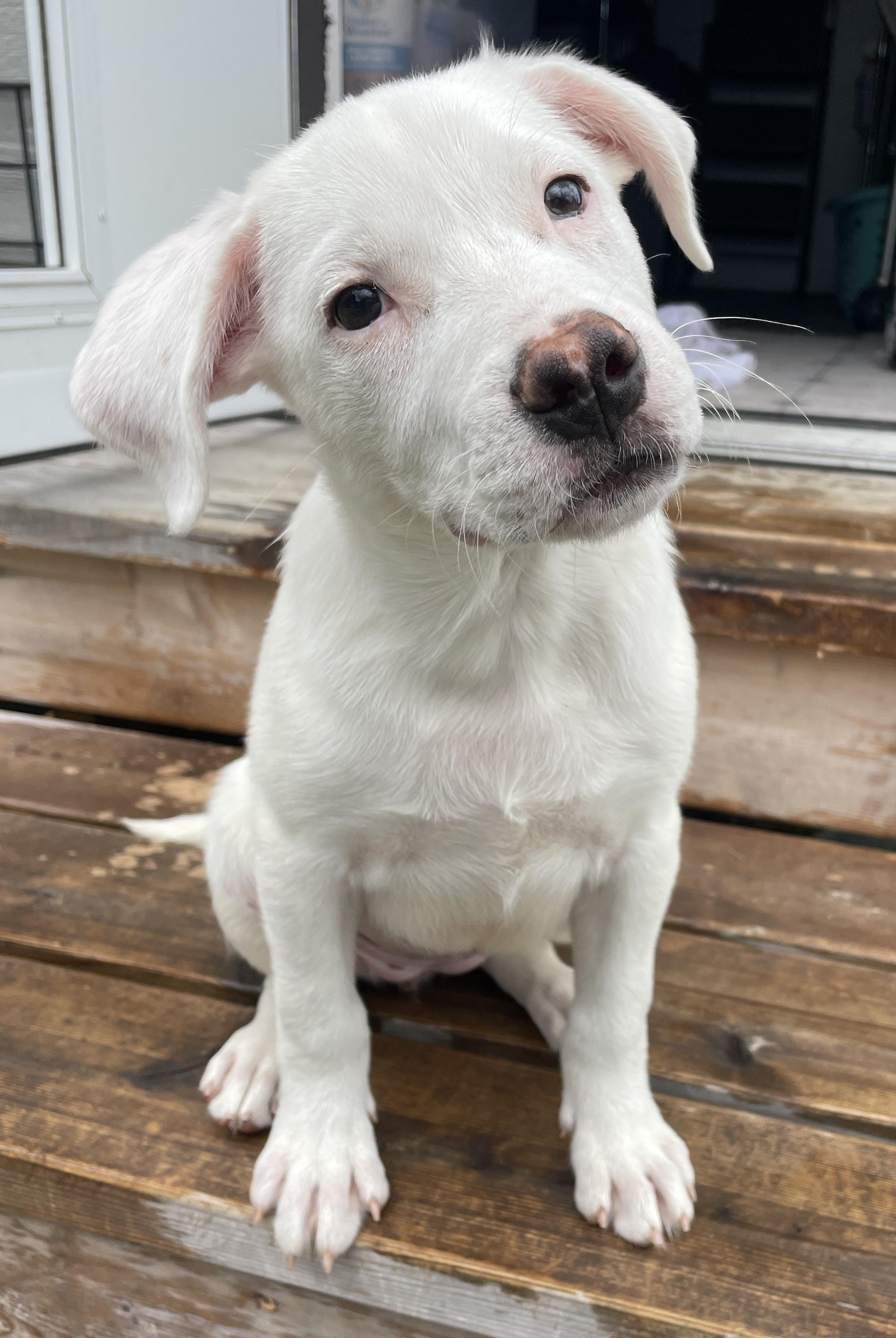 Teeter (Yellowstone litter)