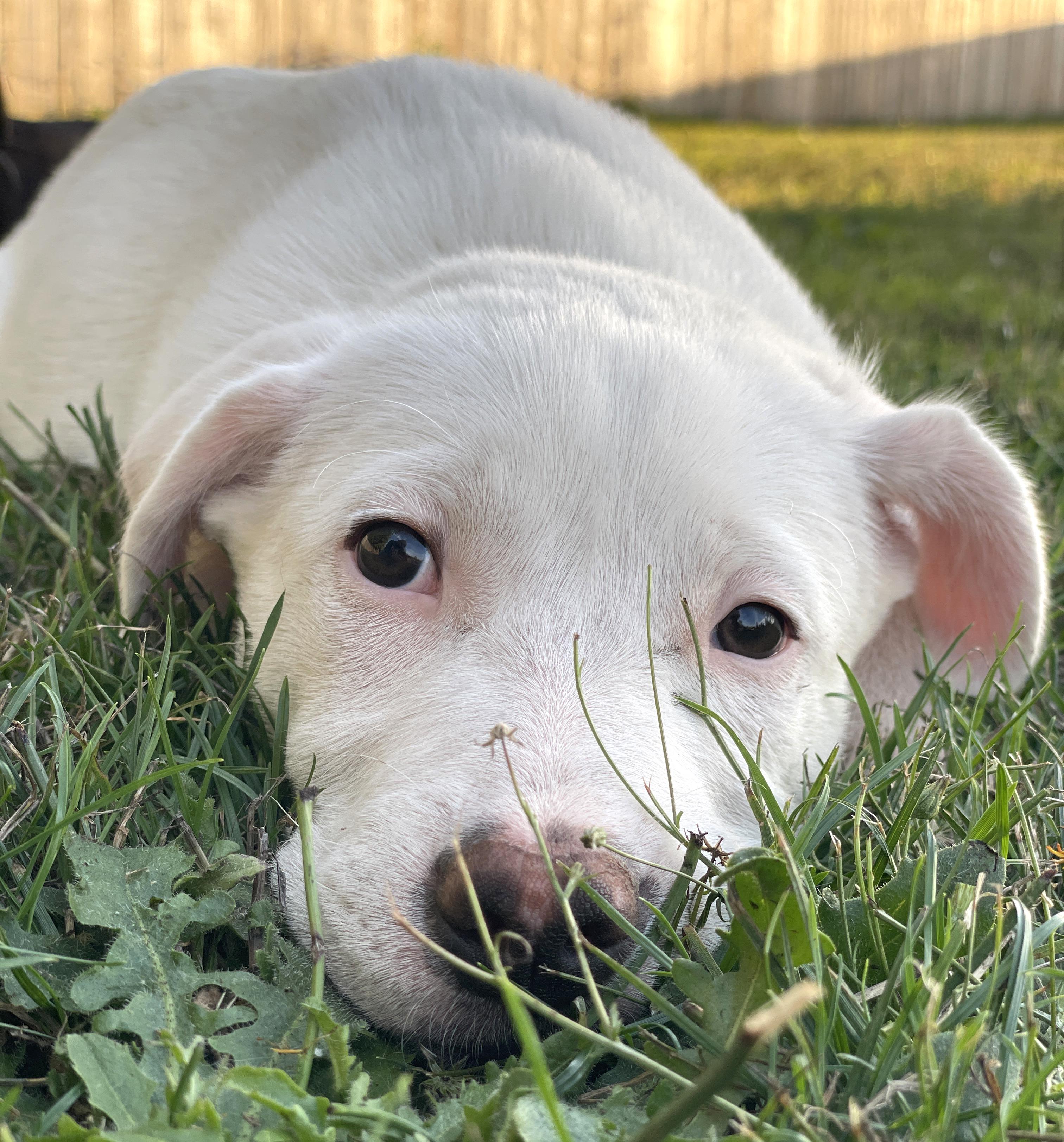 Teeter (Yellowstone litter)