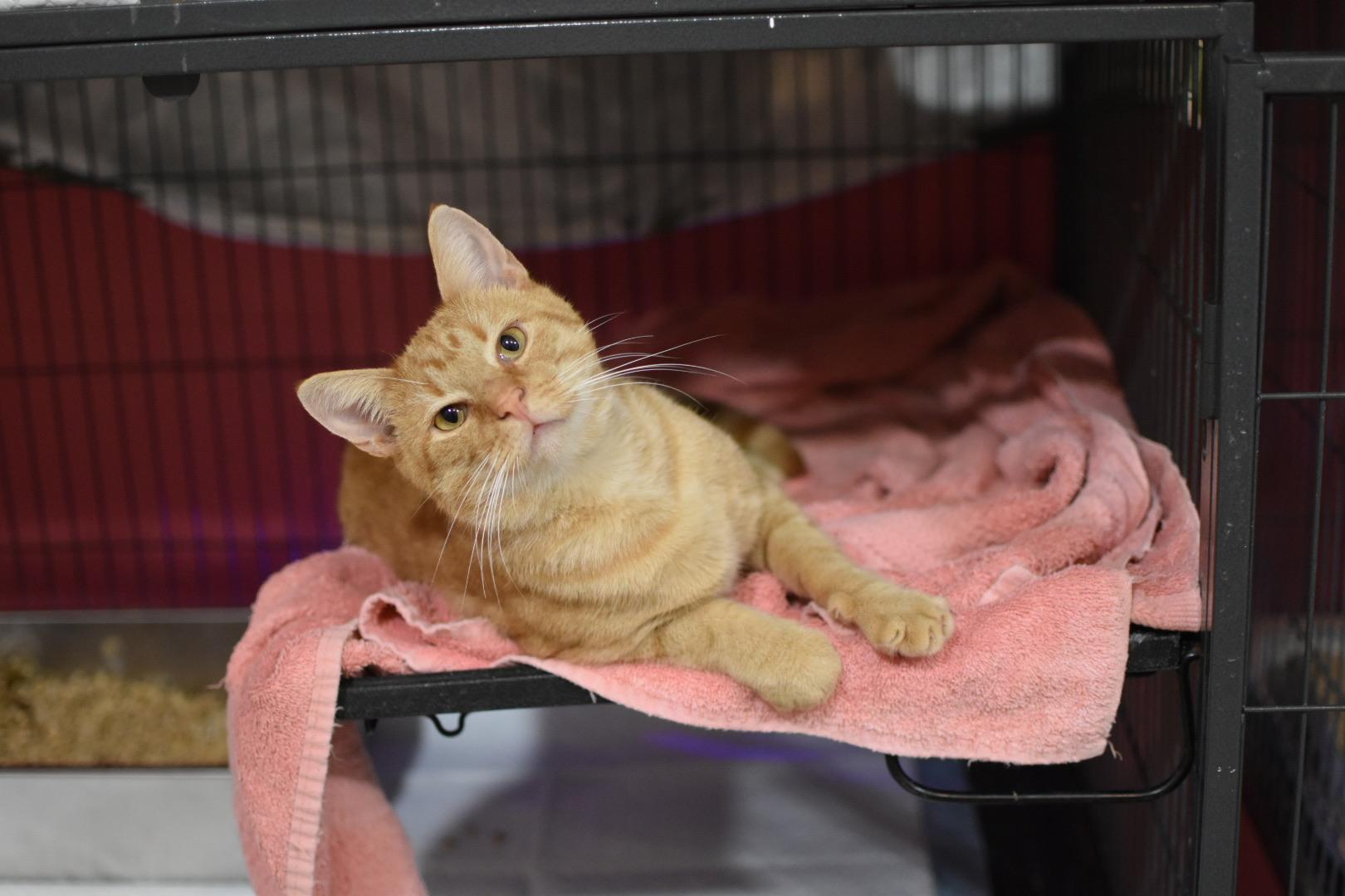 Enlarge Egbert, a Adoptable Domestic Short Hair in Avondale Estates, GA image 3/4