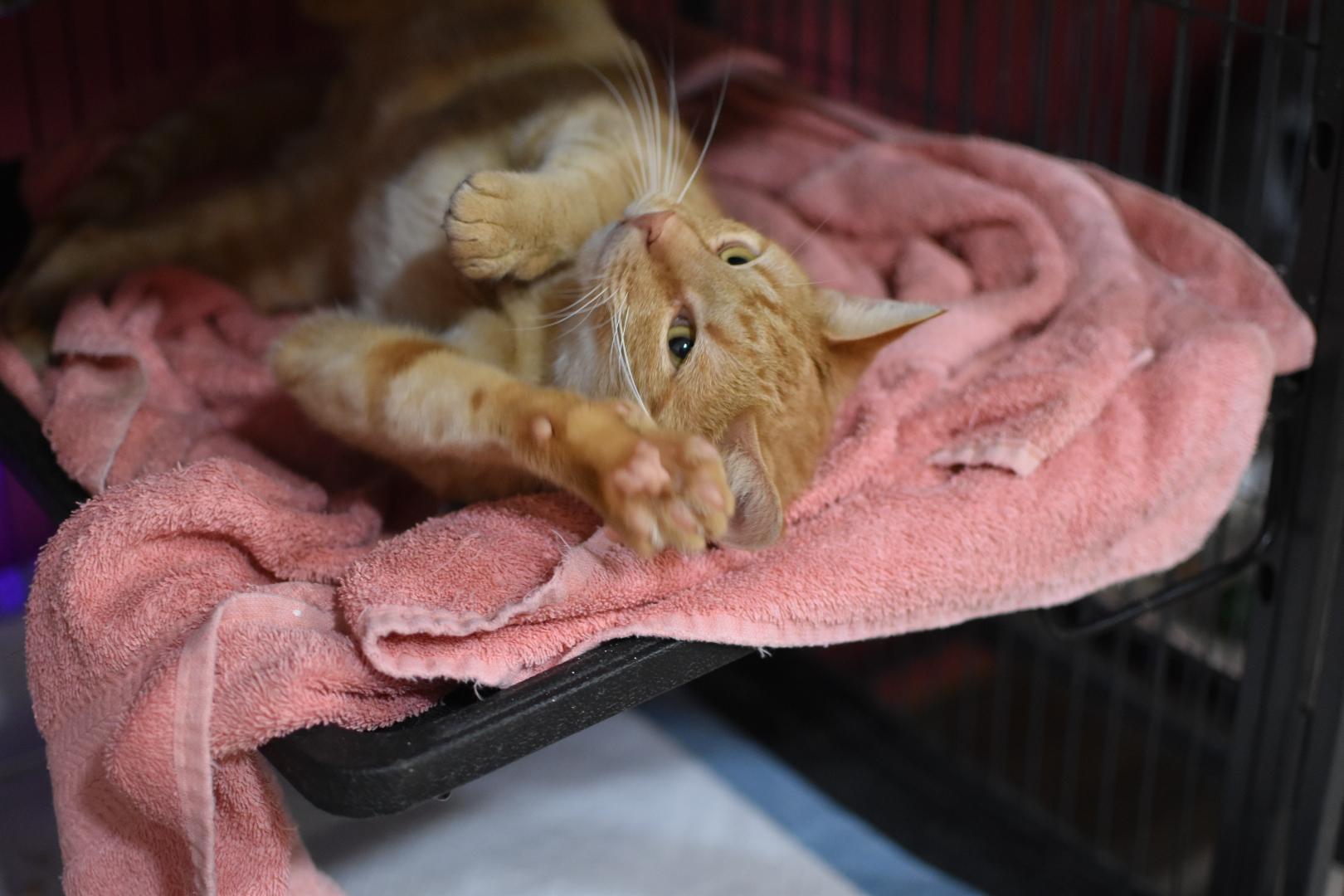 Enlarge Egbert, a Adoptable Domestic Short Hair in Avondale Estates, GA image 4/4