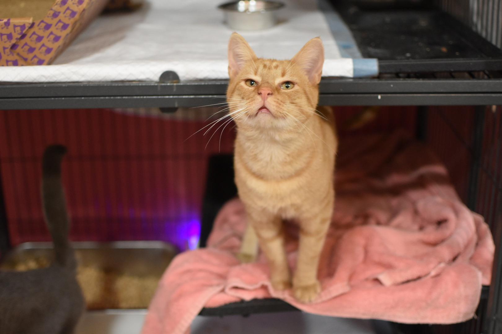 Egbert, Adoptable, Young Male Domestic Short Hair.