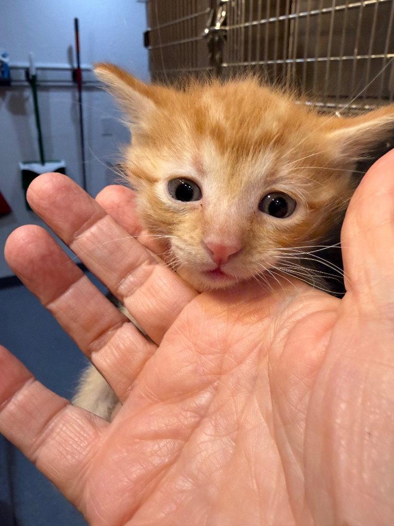Flynn, Adoptable, Kitten Male Domestic Short Hair.