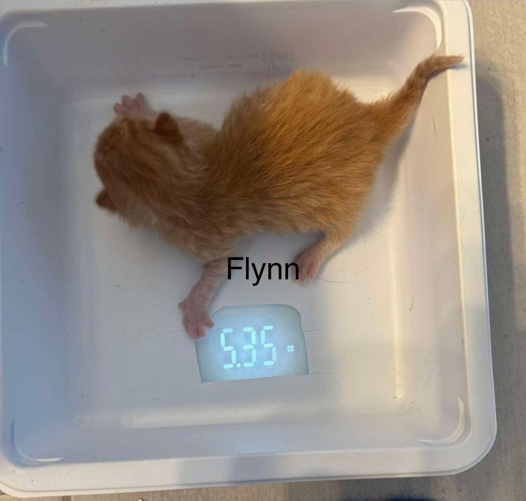 Enlarge Flynn, a Adoptable Domestic Short Hair in Saint George, UT image 2/2