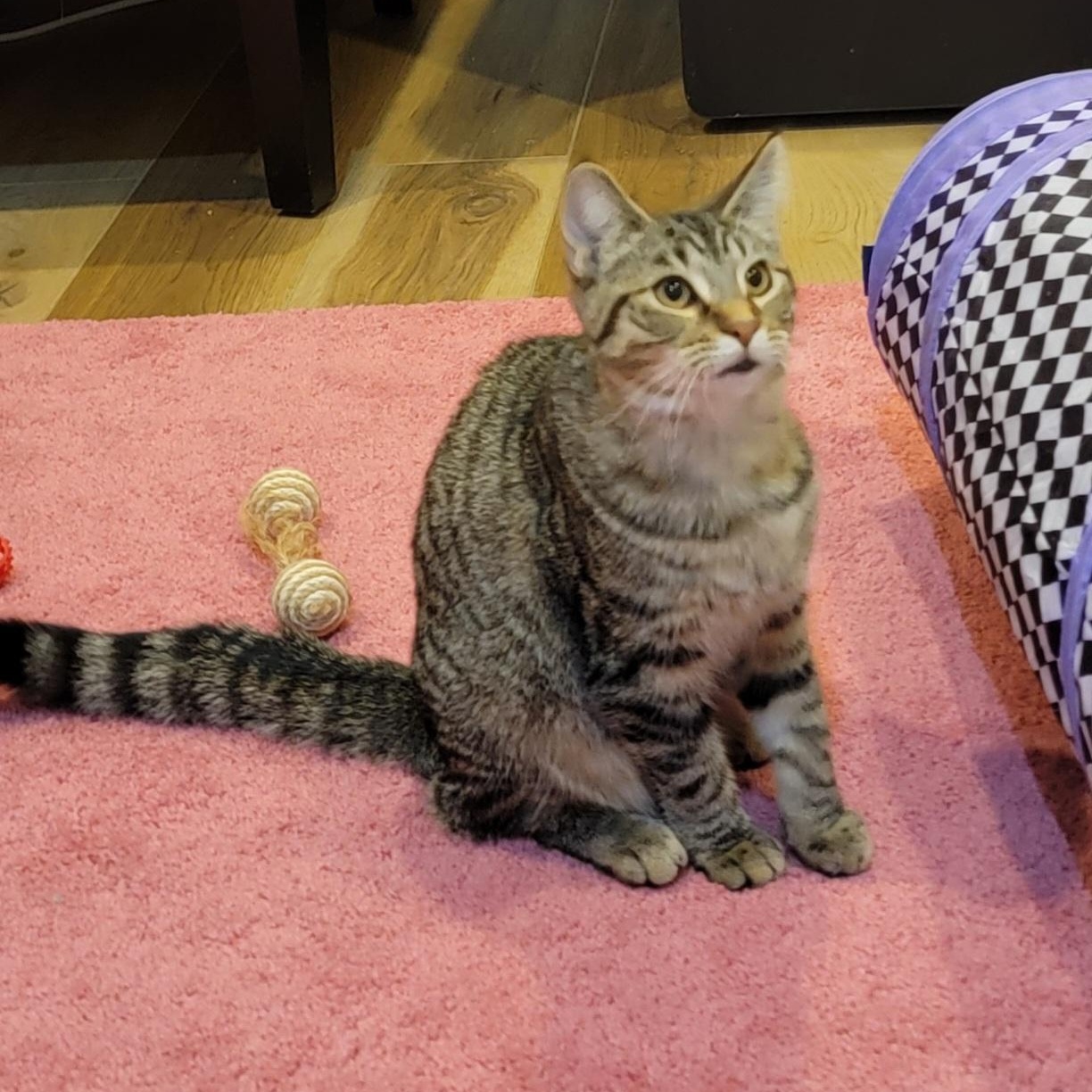 Emme, a Adoptable Domestic Short Hair in Wyandotte, MI image 6/6