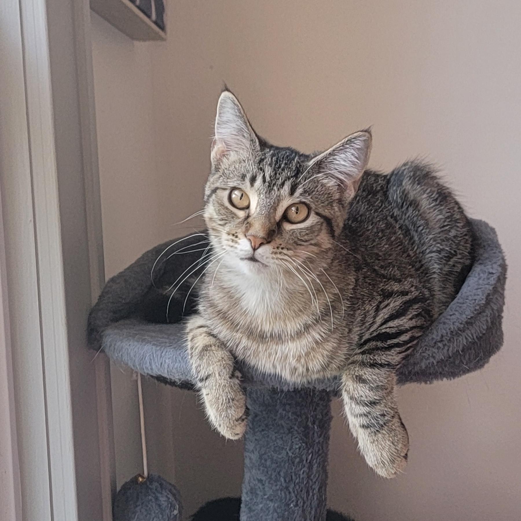 Emme, a Adoptable Domestic Short Hair in Wyandotte, MI image 3/6