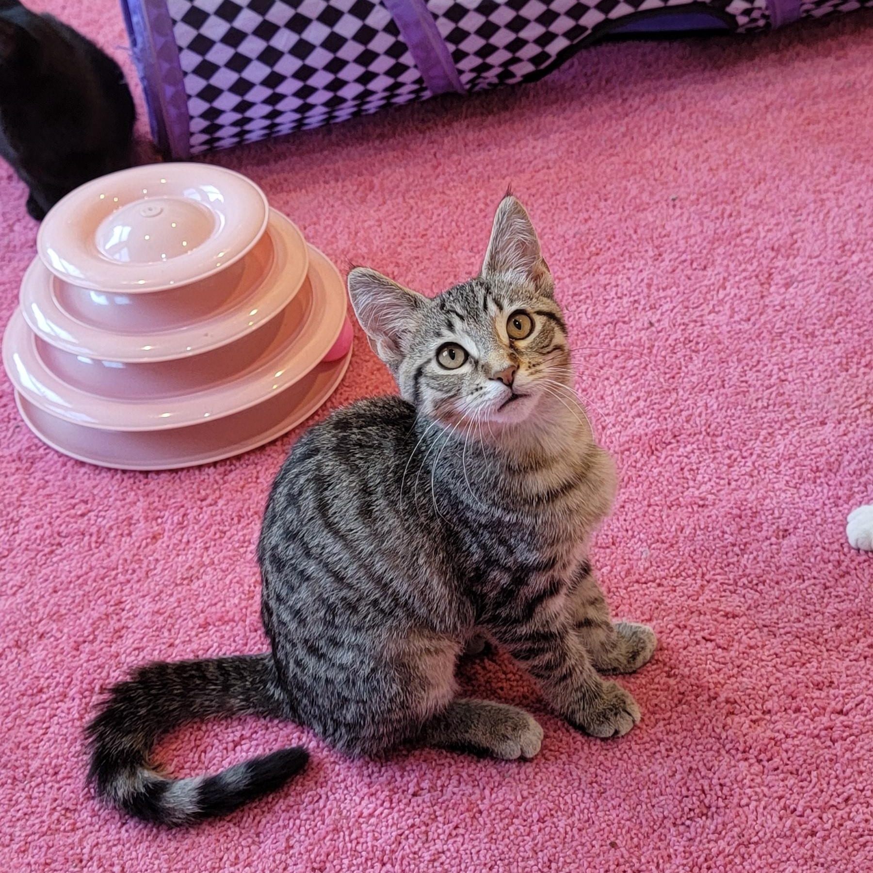 Emme, a Adoptable Domestic Short Hair in Wyandotte, MI image 1/6