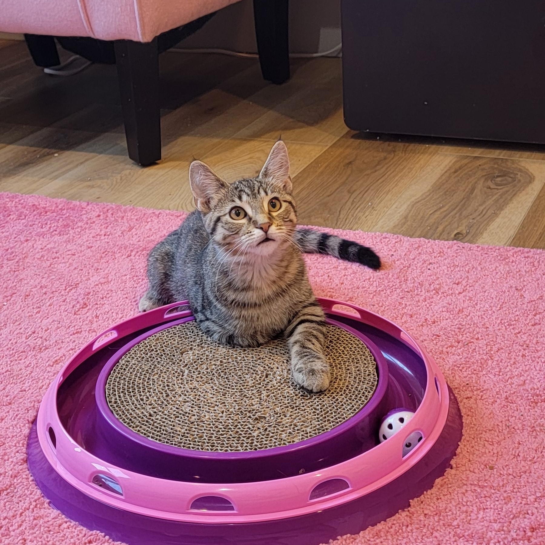 Emme, a Adoptable Domestic Short Hair in Wyandotte, MI image 5/6