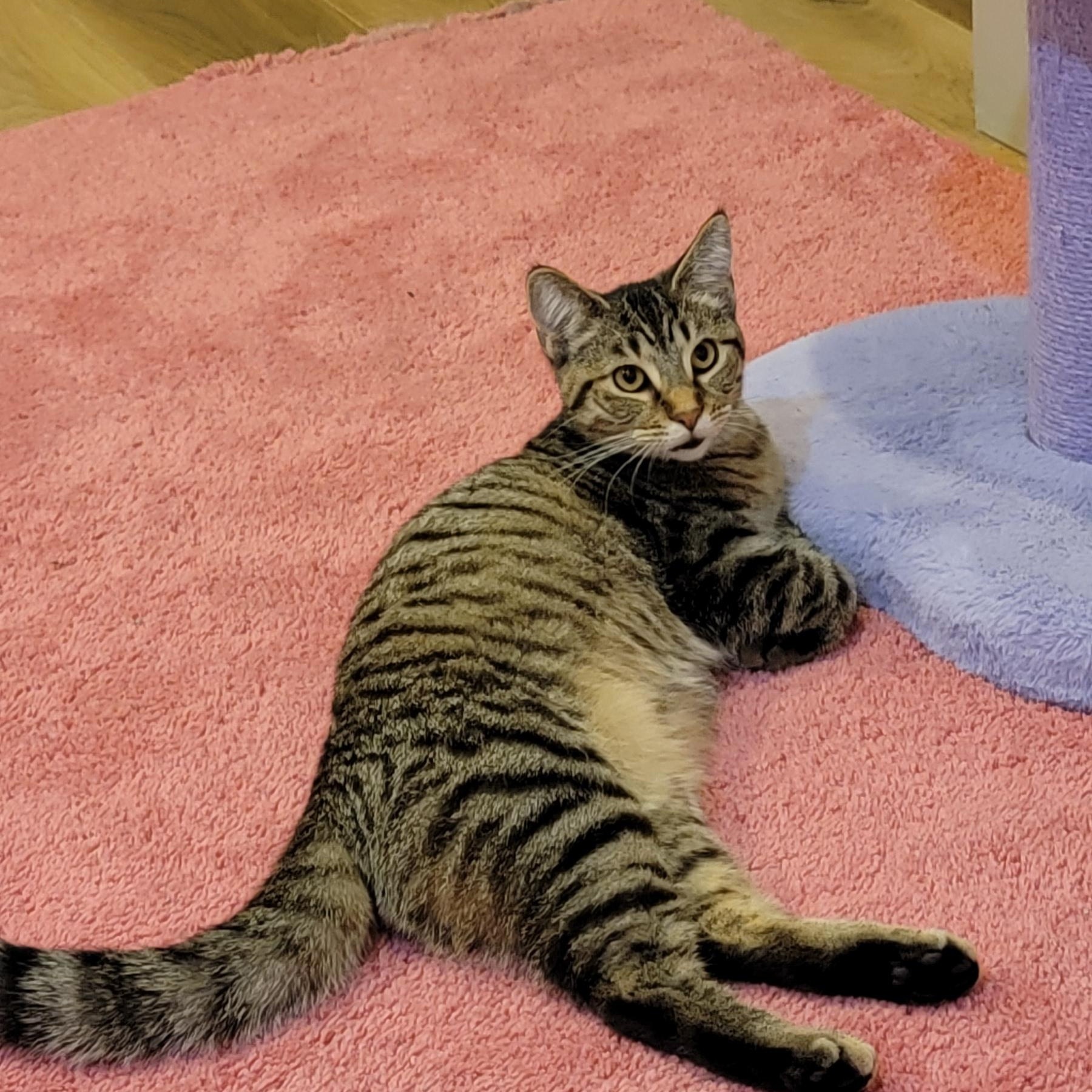 Emme, a Adoptable Domestic Short Hair in Wyandotte, MI image 2/6