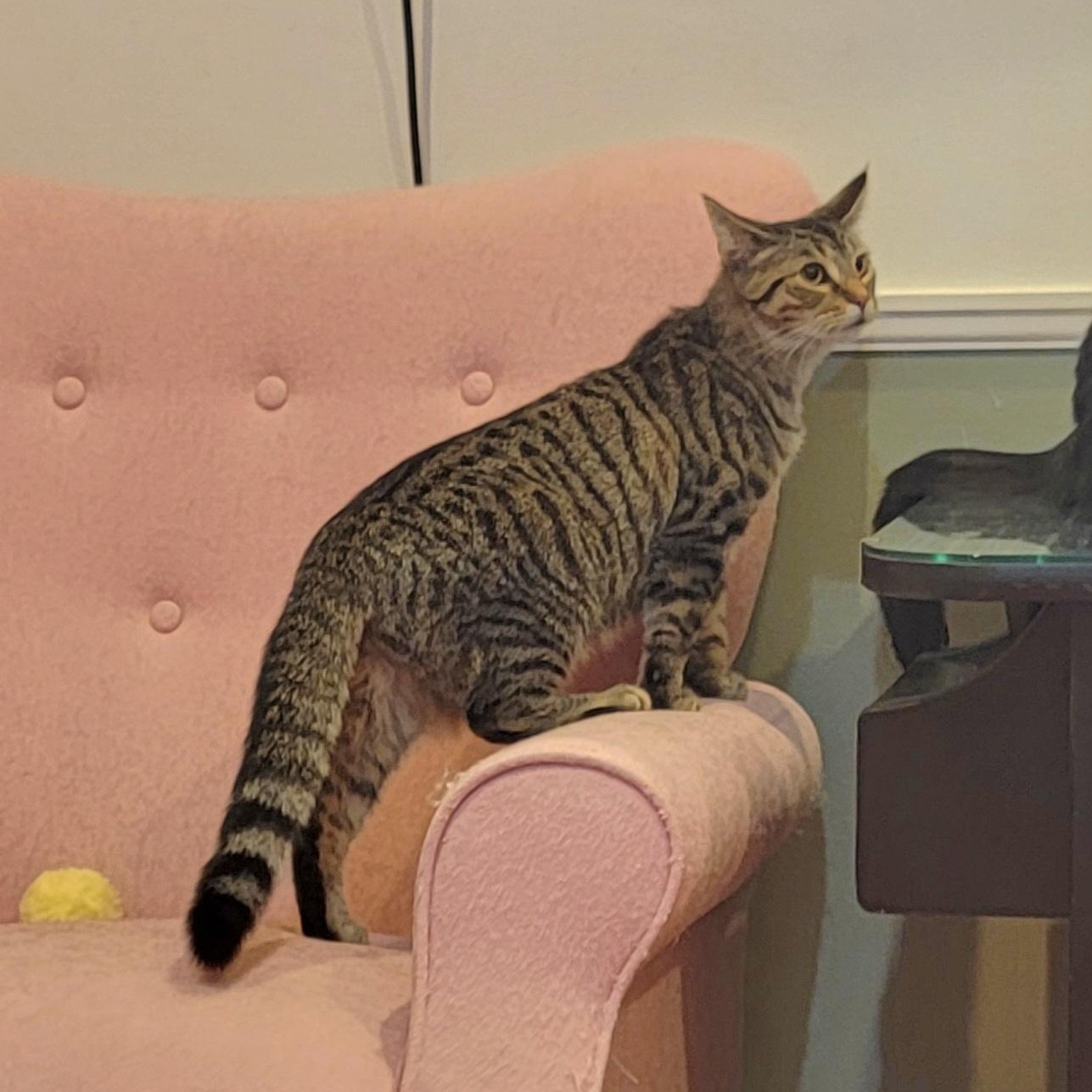 Enlarge Emme, a Adoptable Domestic Short Hair in Wyandotte, MI image 6/6