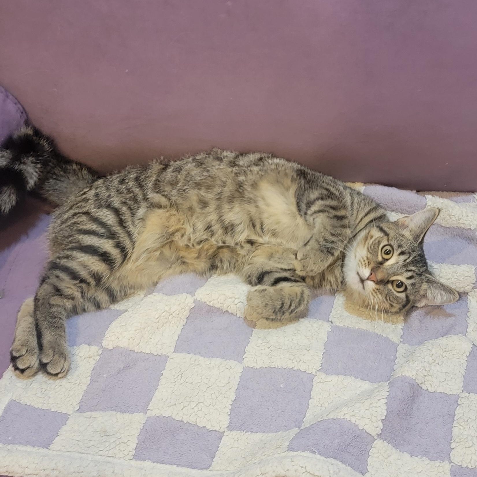 Emme, a Adoptable Domestic Short Hair in Wyandotte, MI image 4/6