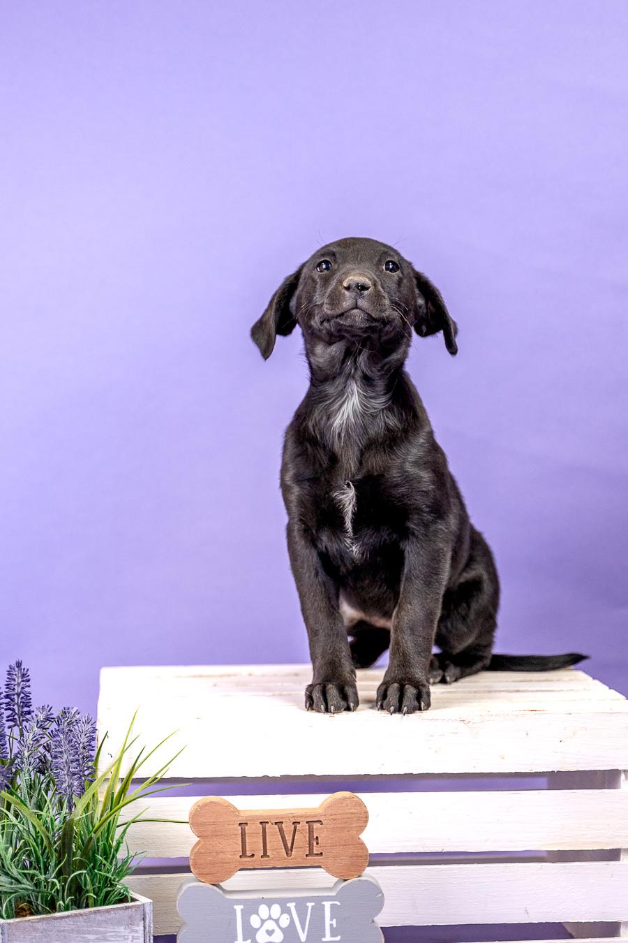 Enlarge 404-26, an adopted mixed breed in Brighton, CO image 1/1