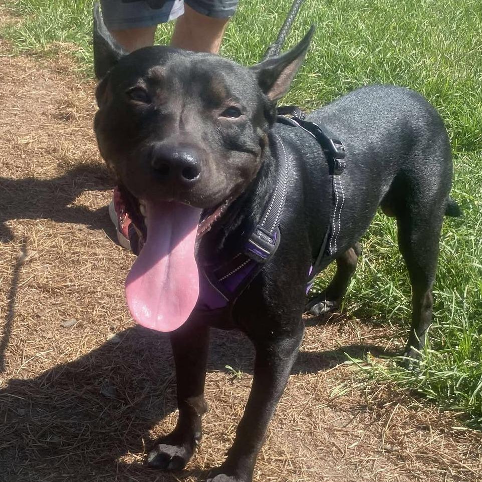 Archer, Adoptable, Adult Male Mixed Breed.