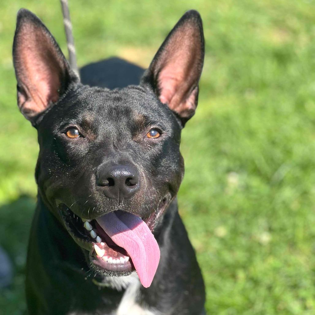 Enlarge Archer, a Adoptable Mixed Breed in Huntington, WV image 2/4