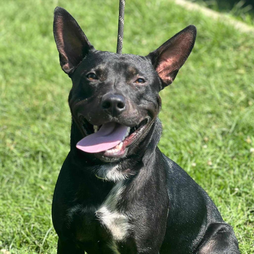 Enlarge Archer, a Adoptable Mixed Breed in Huntington, WV image 3/4