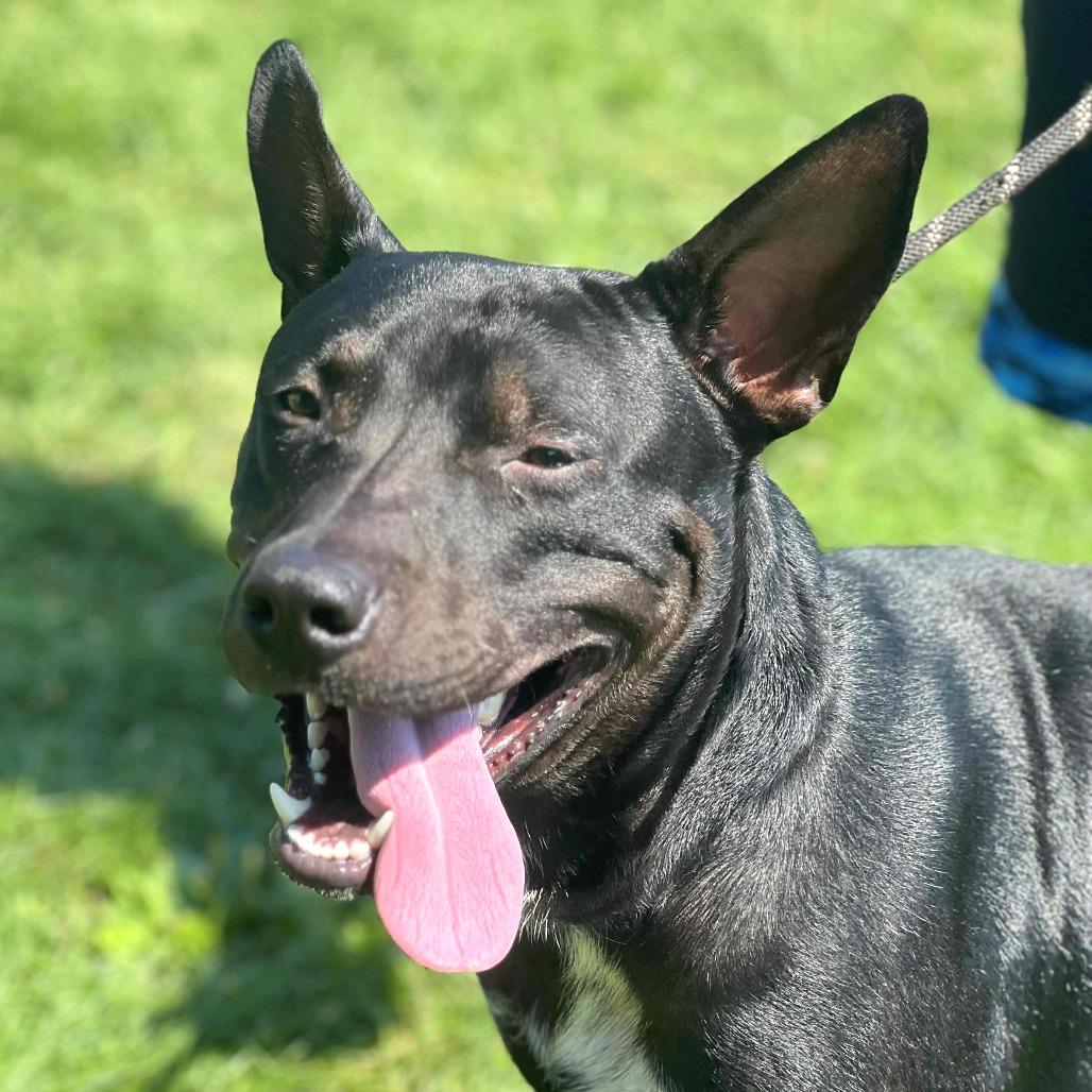 Enlarge Archer, a Adoptable Mixed Breed in Huntington, WV image 4/4