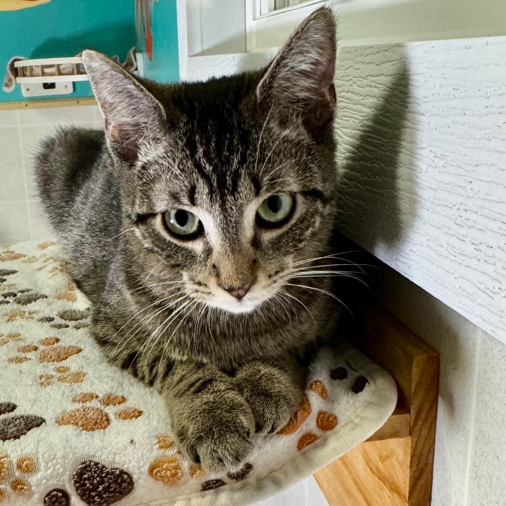 Enlarge Tigeriss/Nutmeg, a Adoptable Domestic Short Hair in Franklin, NC image 1/6