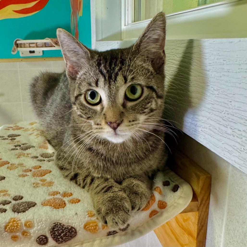 Enlarge Tigeriss/Nutmeg, a Adoptable Domestic Short Hair in Franklin, NC image 2/6