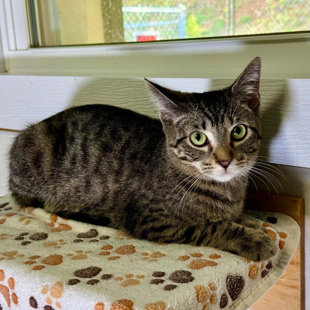 Enlarge Tigeriss/Nutmeg, a Adoptable Domestic Short Hair in Franklin, NC image 3/6