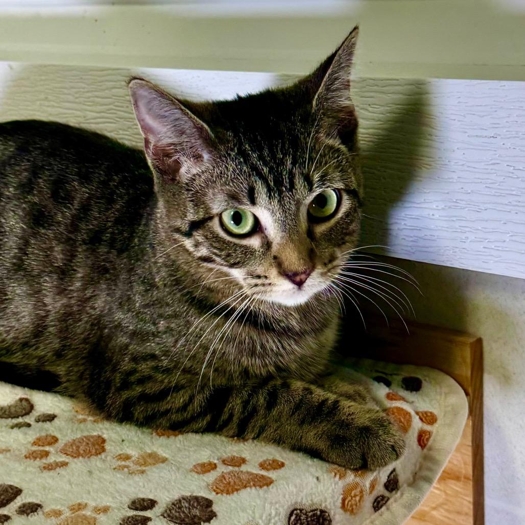 Enlarge Tigeriss/Nutmeg, a Adoptable Domestic Short Hair in Franklin, NC image 5/6