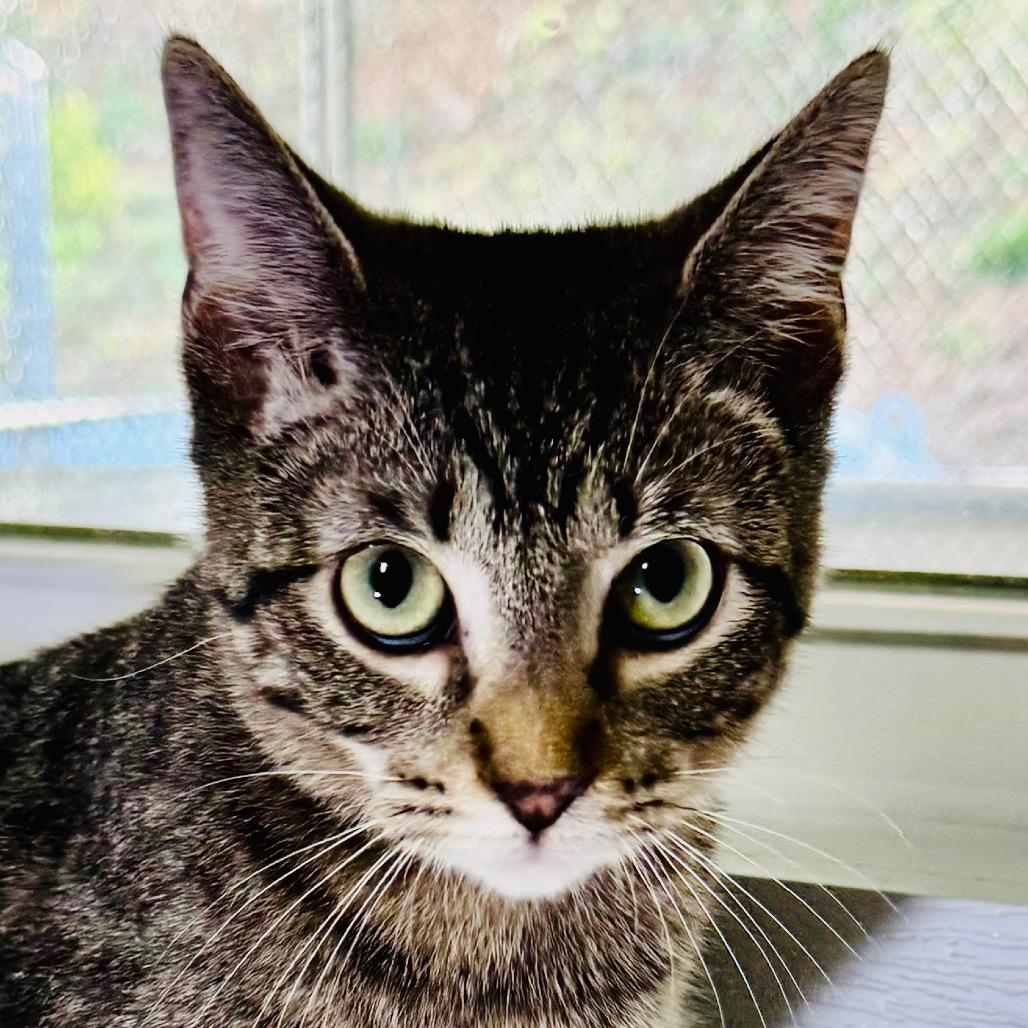 Enlarge Tigeriss/Nutmeg, a Adoptable Domestic Short Hair in Franklin, NC image 6/6