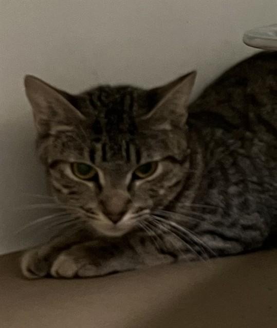 TOSTITOS, Adoptable, Young Female Domestic Short Hair.