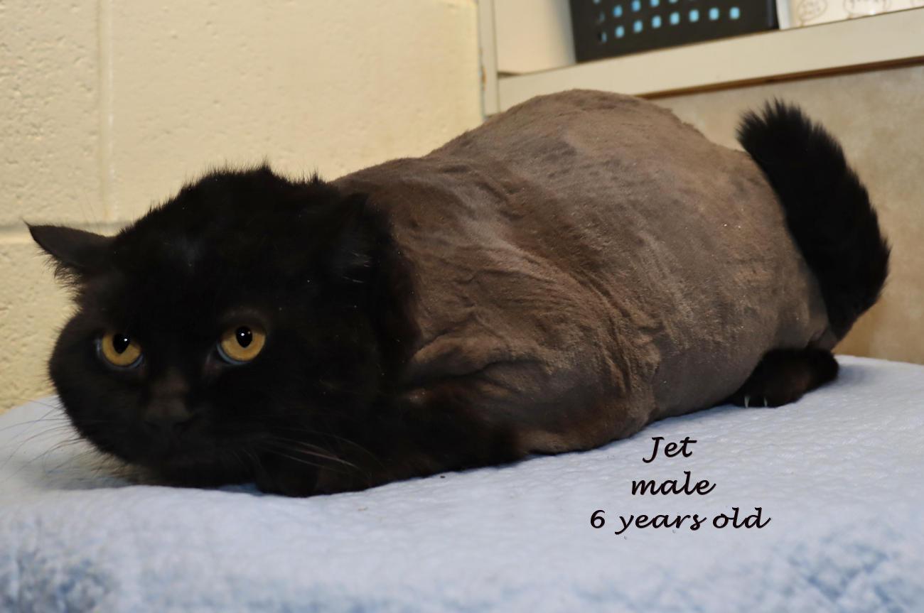 Enlarge Jet, a ADOPTABLE Domestic Long Hair in Euclid, OH image 1/5
