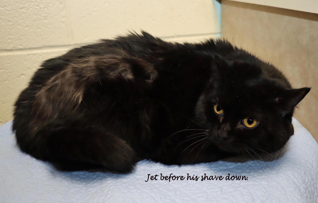 Enlarge Jet, a ADOPTABLE Domestic Long Hair in Euclid, OH image 2/5