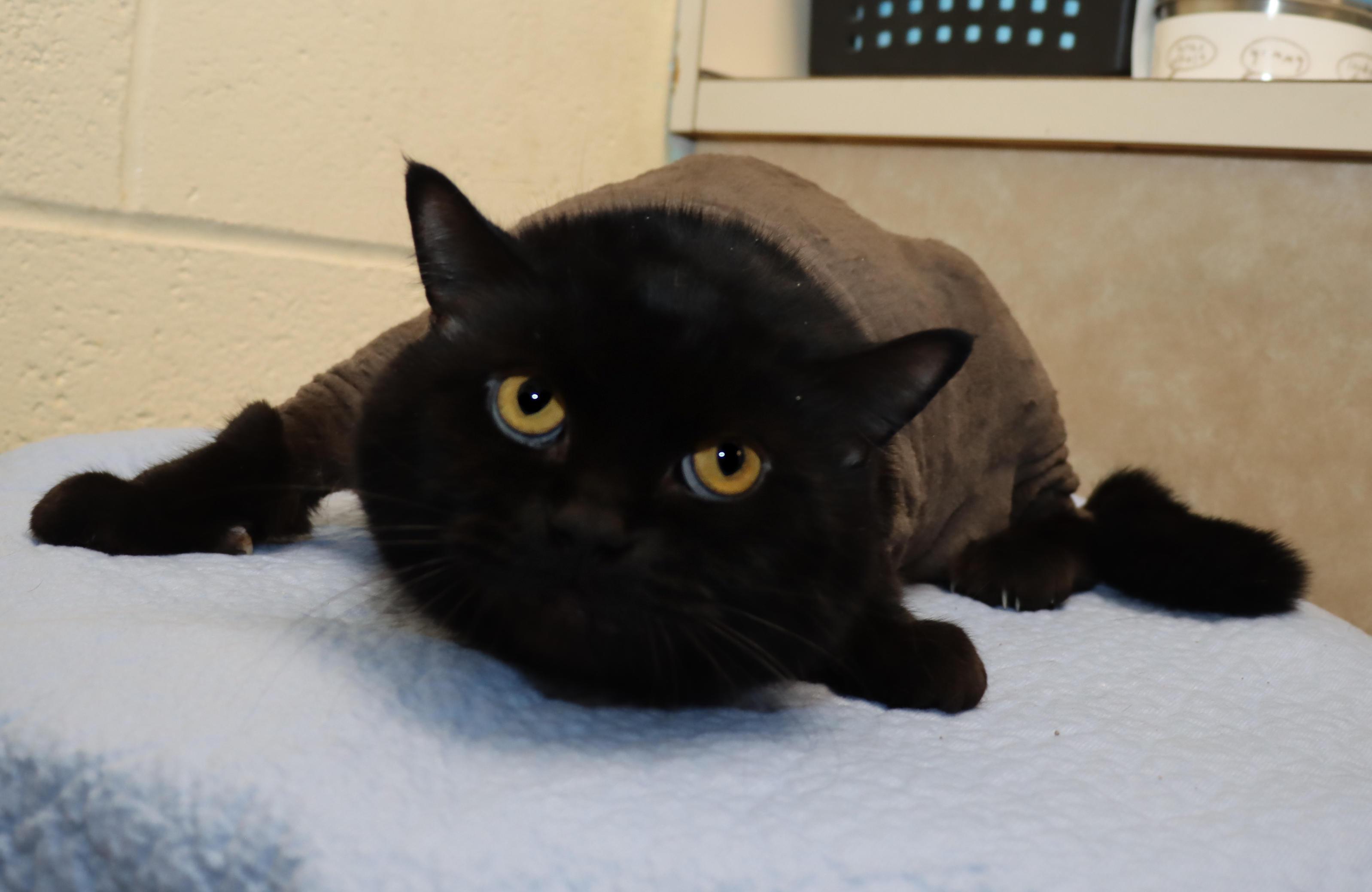 Enlarge Jet, a ADOPTABLE Domestic Long Hair in Euclid, OH image 4/5