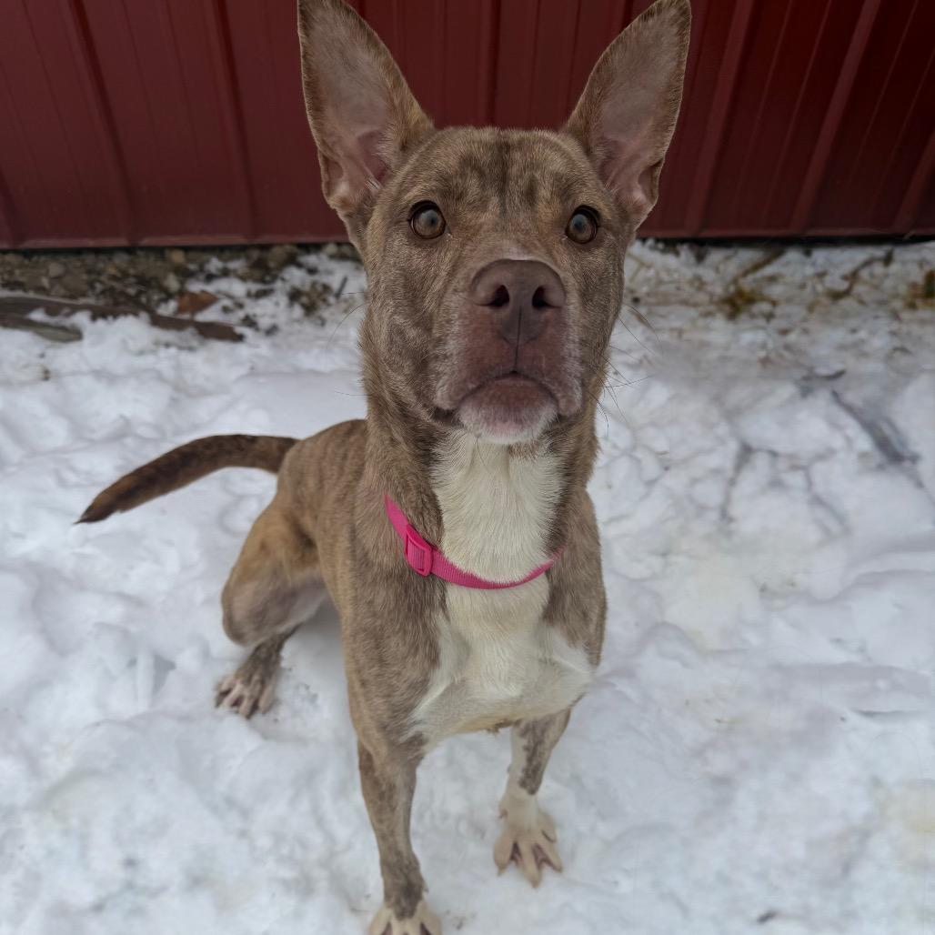 Enlarge Rowena, a Adoptable mixed breed in Fairmont, WV image 1/6