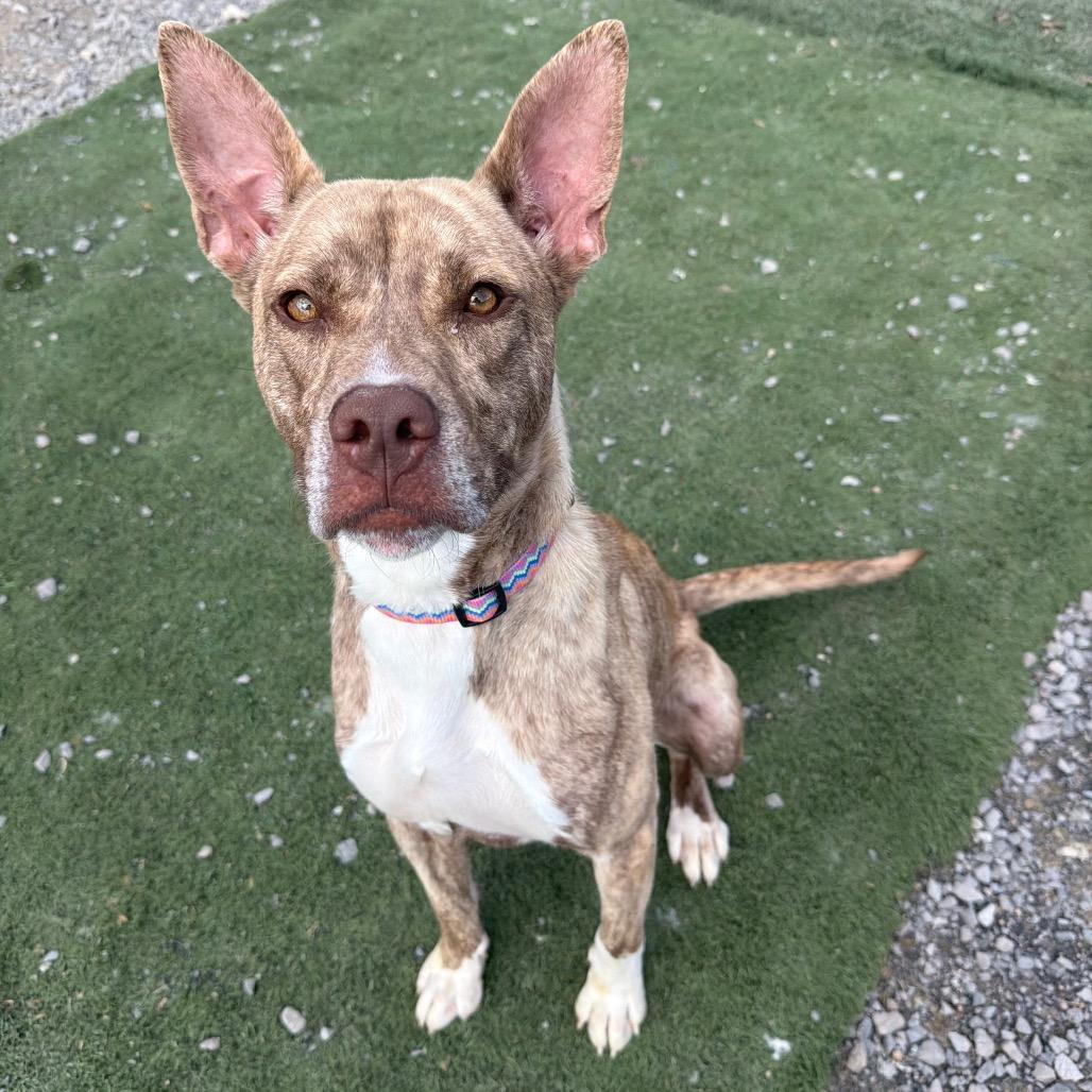 Enlarge Rowena, a Adoptable mixed breed in Fairmont, WV image 2/6