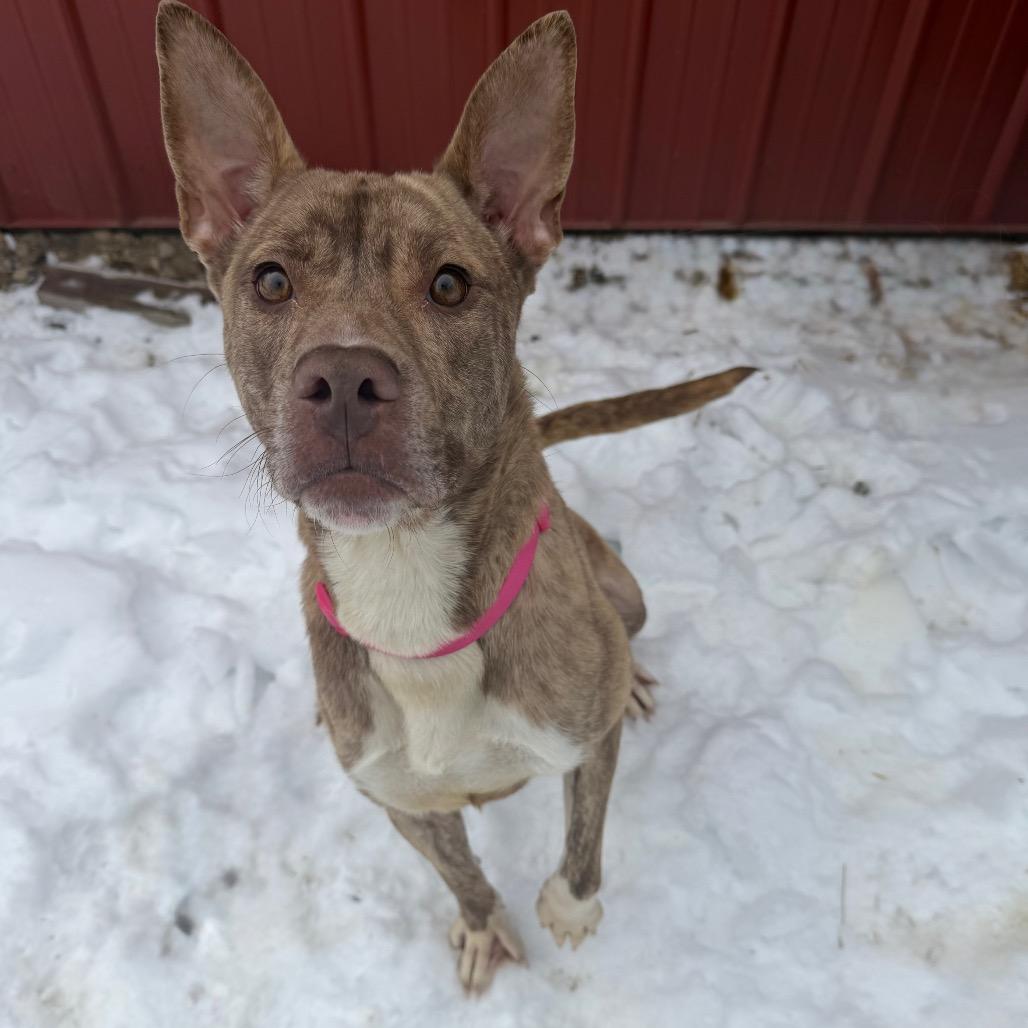 Enlarge Rowena, a Adoptable mixed breed in Fairmont, WV image 3/6