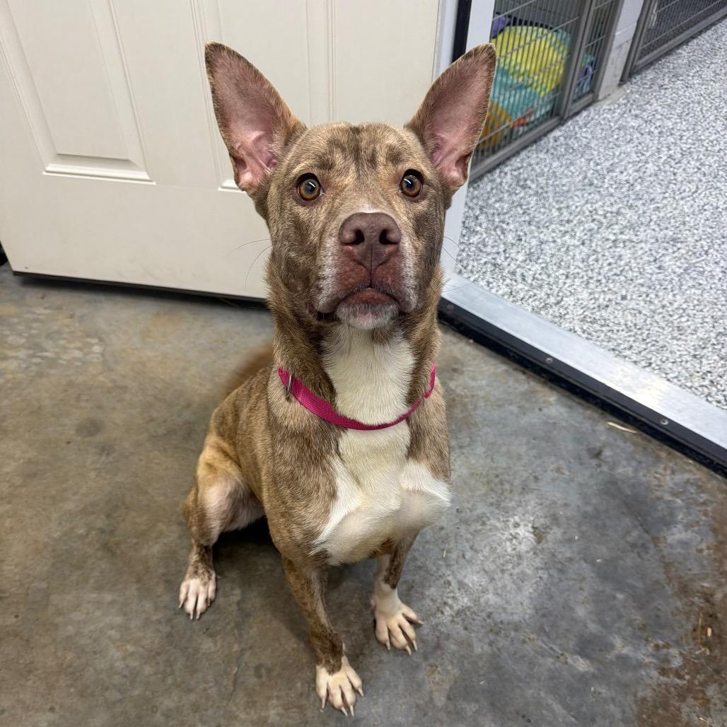 Enlarge Rowena, a Adoptable mixed breed in Fairmont, WV image 4/6