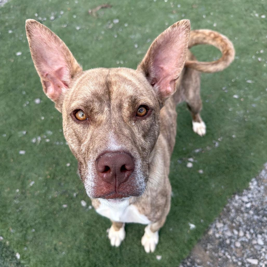 Enlarge Rowena, a Adoptable mixed breed in Fairmont, WV image 5/6