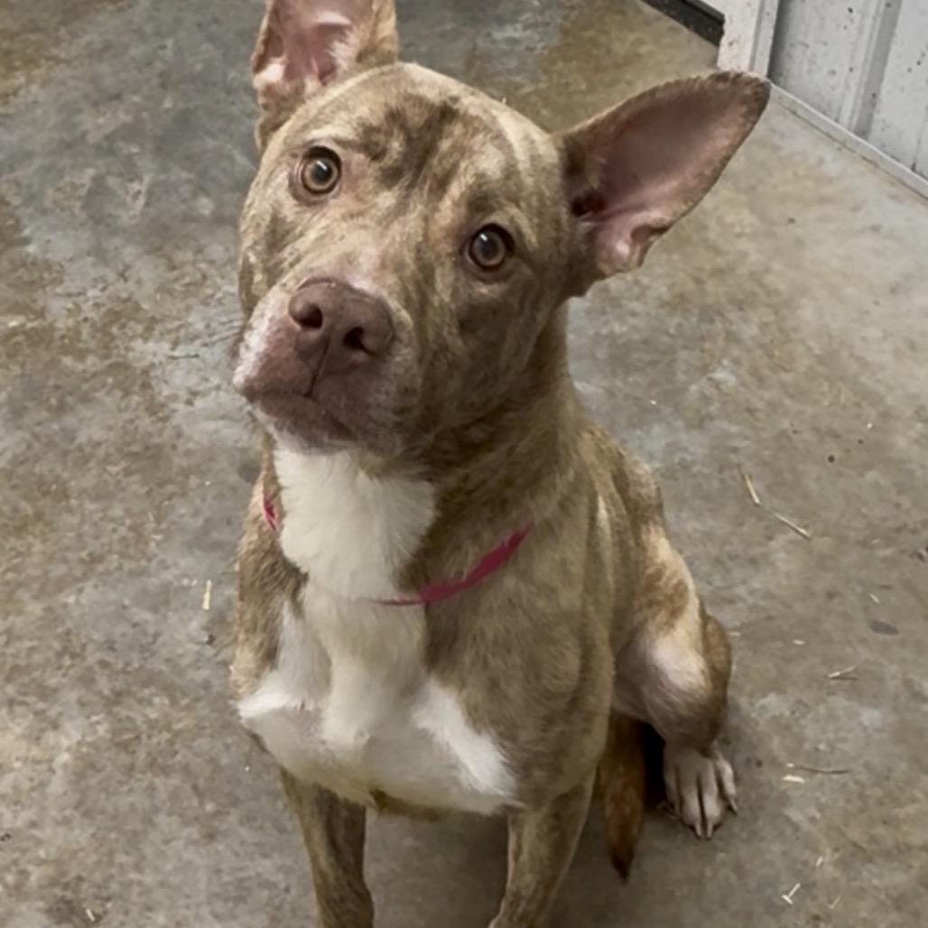 Enlarge Rowena, a Adoptable mixed breed in Fairmont, WV image 6/6