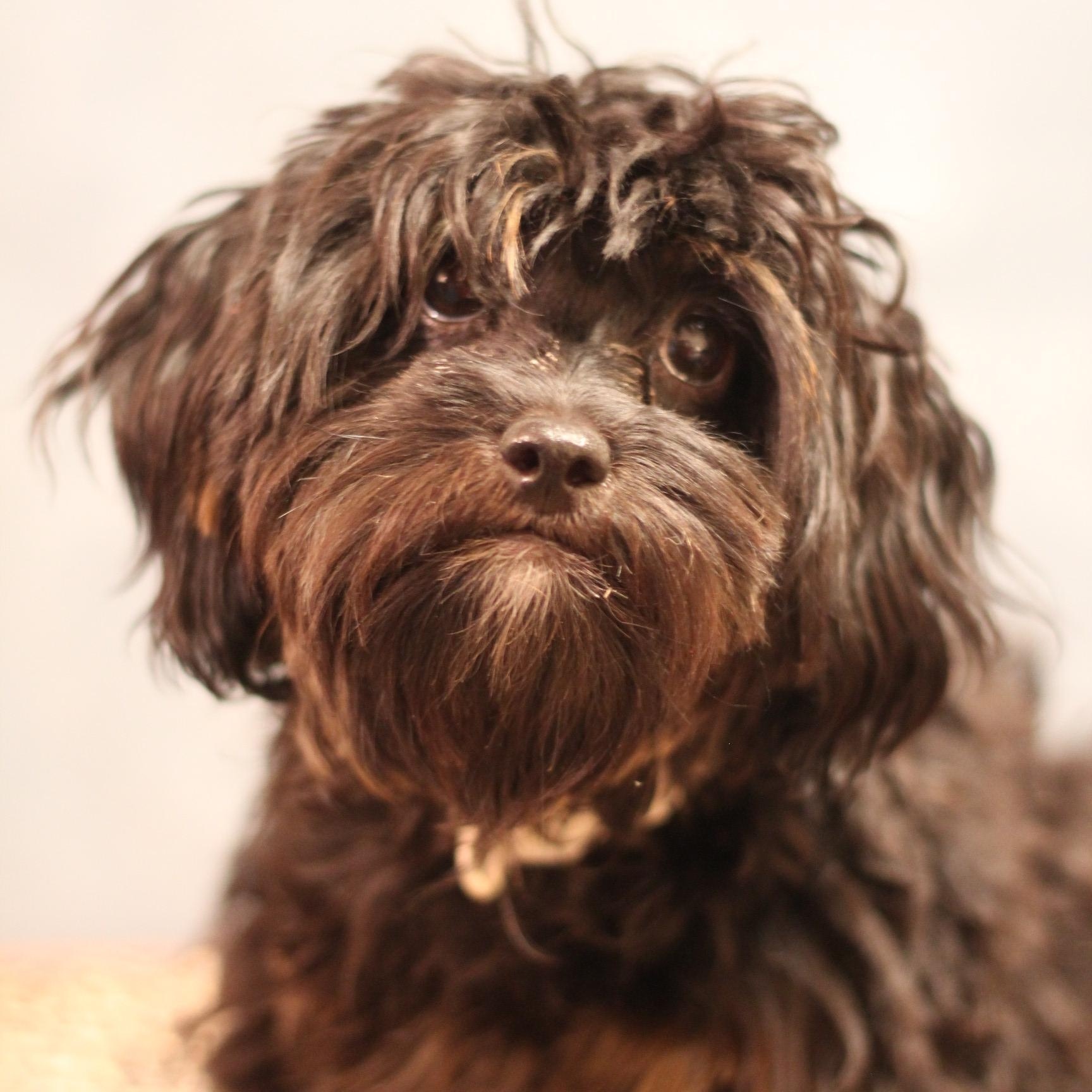 Enlarge Muppet, a ADOPTABLE mixed breed in Yukon, OK image 1/3