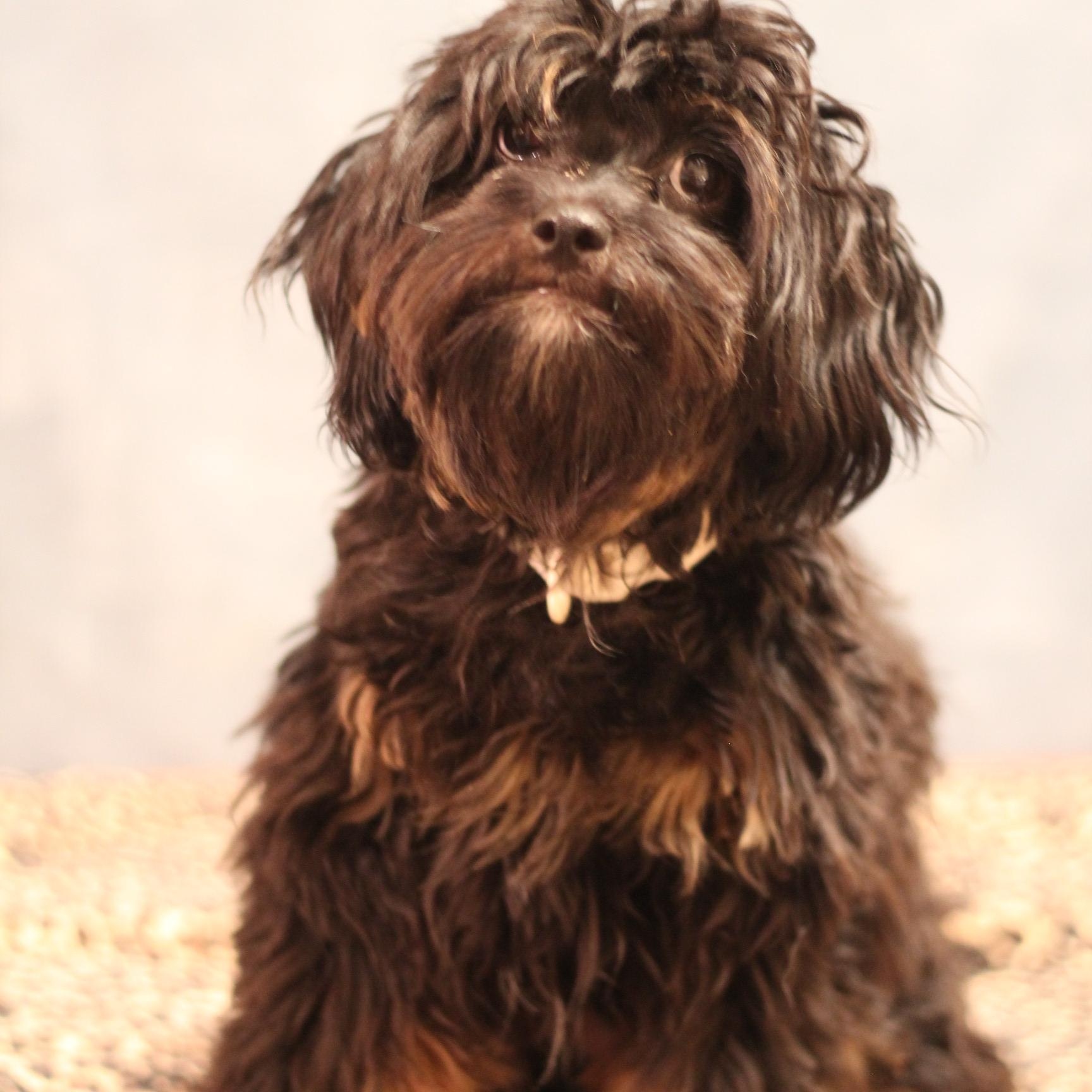 Enlarge Muppet, a ADOPTABLE mixed breed in Yukon, OK image 3/3