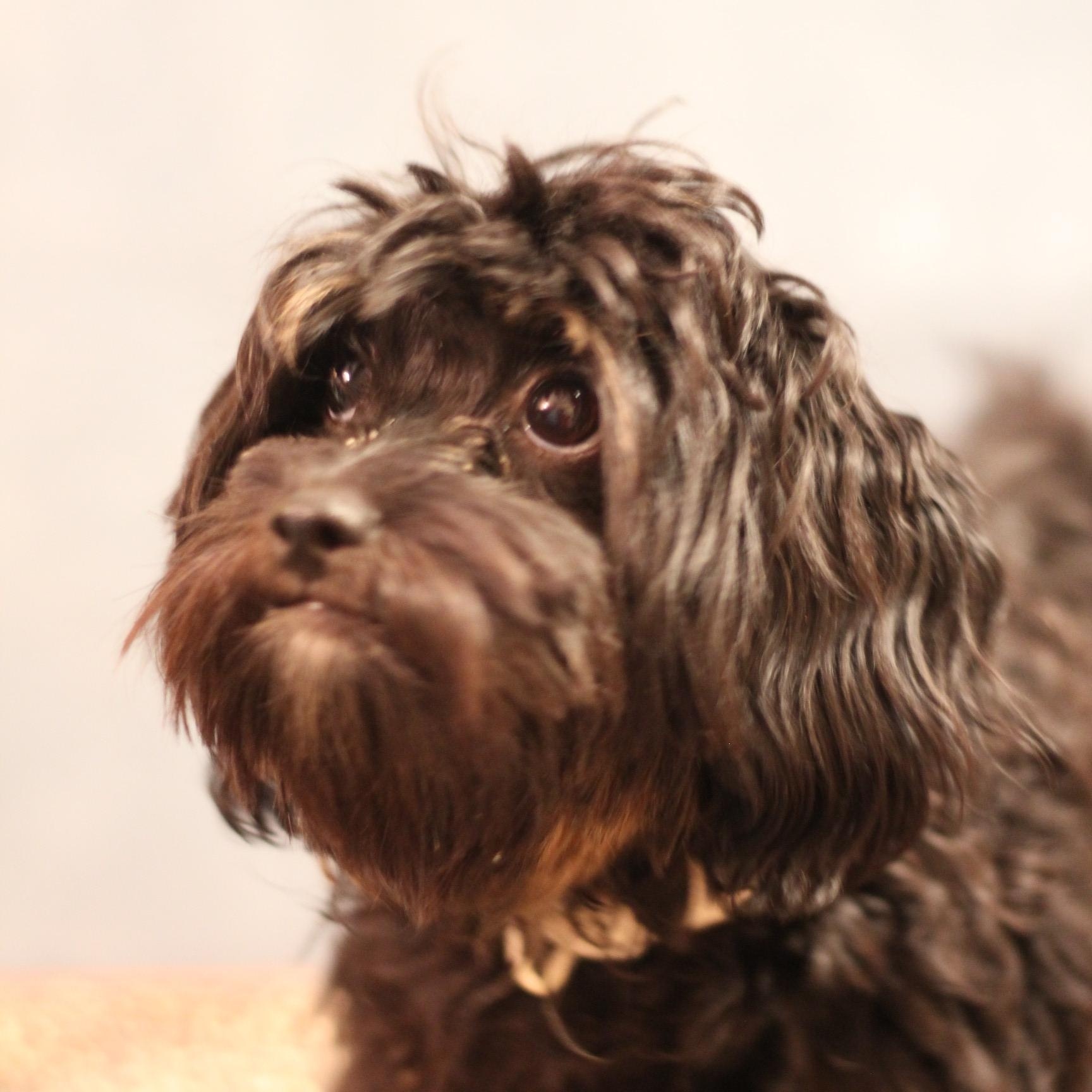 Enlarge Muppet, a ADOPTABLE mixed breed in Yukon, OK image 2/3