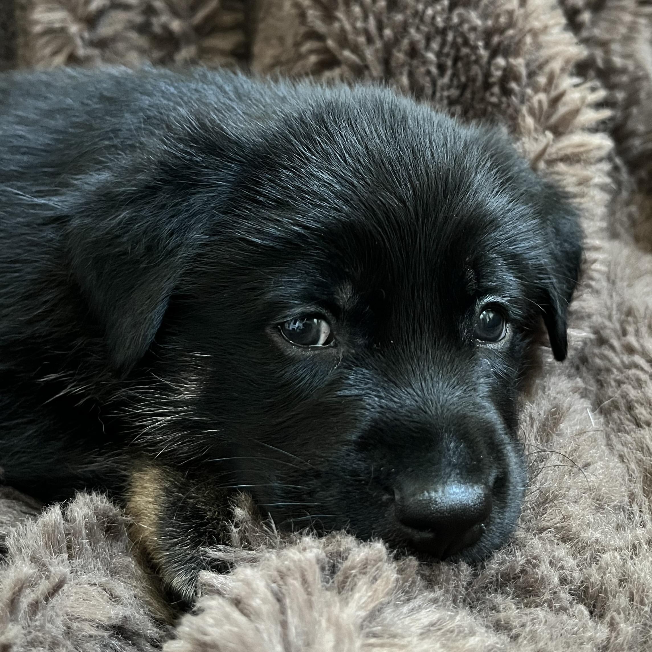 Remy photo