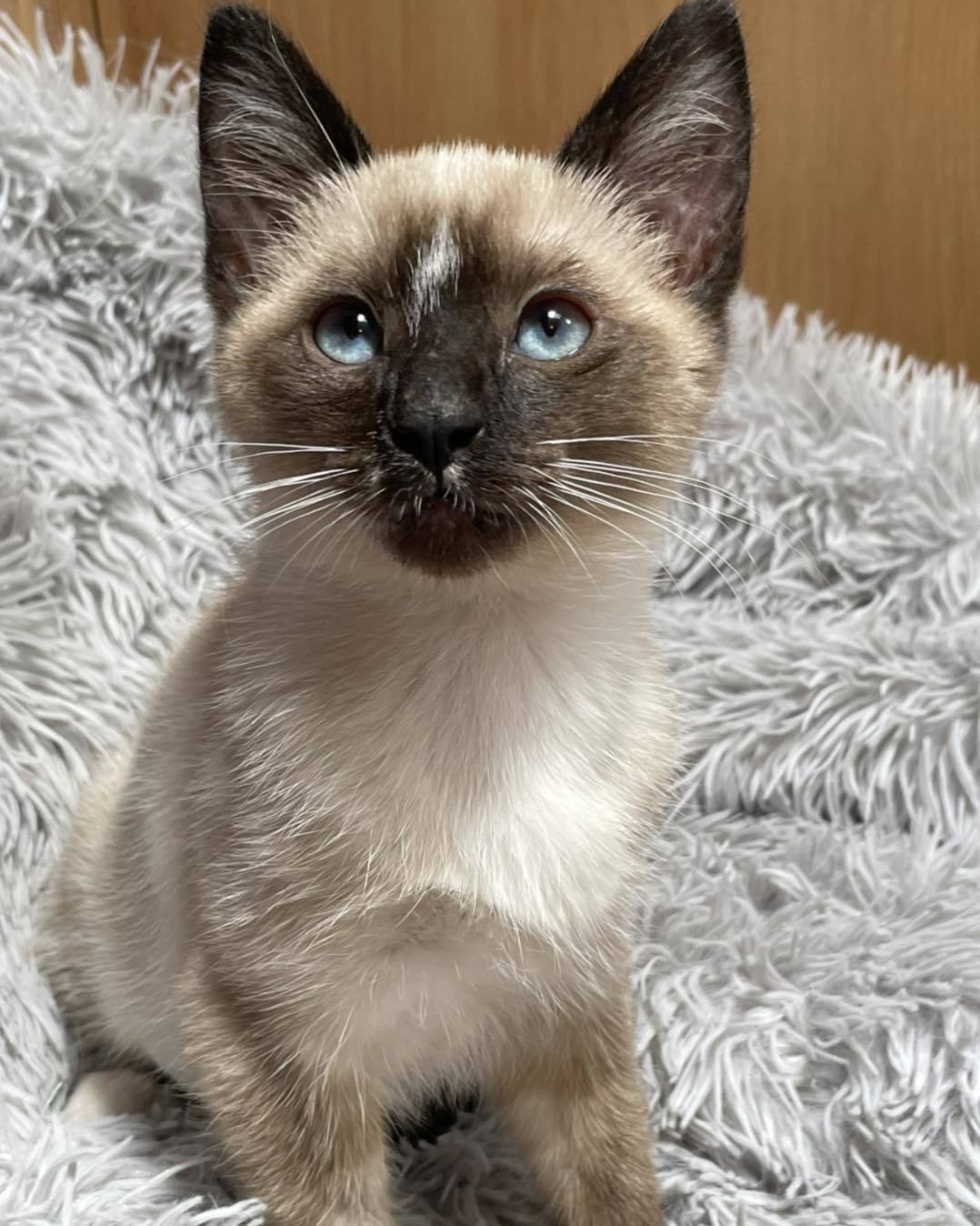 Honeydew, Adopted, Kitten Female Siamese & Snowshoe.