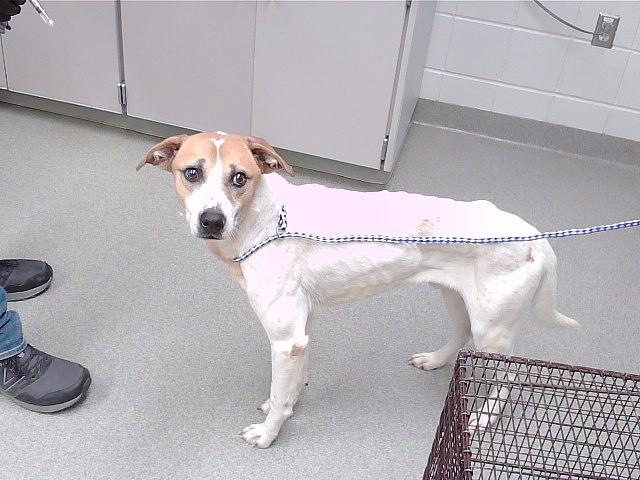 Enlarge CHIP, a Adoptable mixed breed in Omaha, NE image 1/1